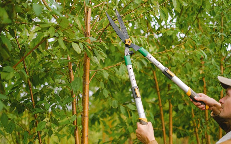 Tree trimming in Steeleville, IL